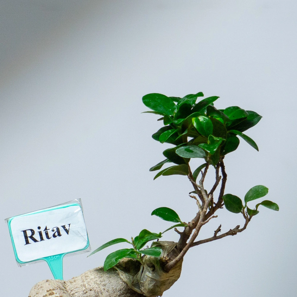 product-gallery