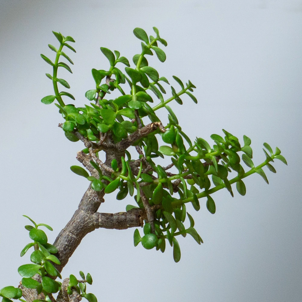 product-gallery