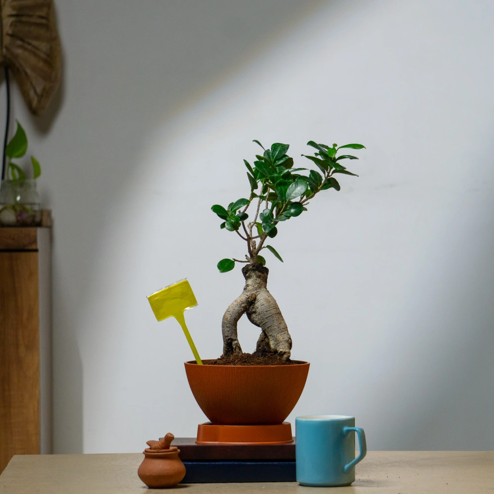 product-gallery