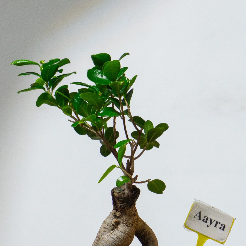 product-gallery