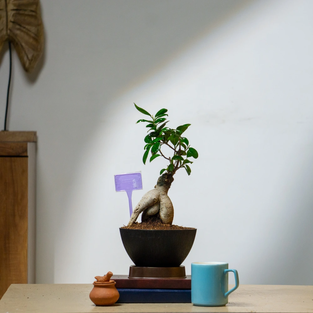 product-gallery
