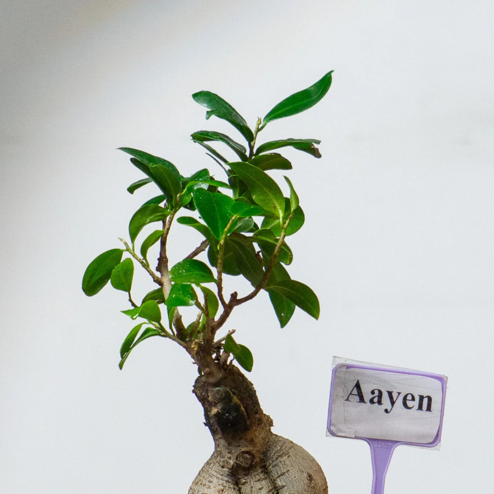 product-gallery