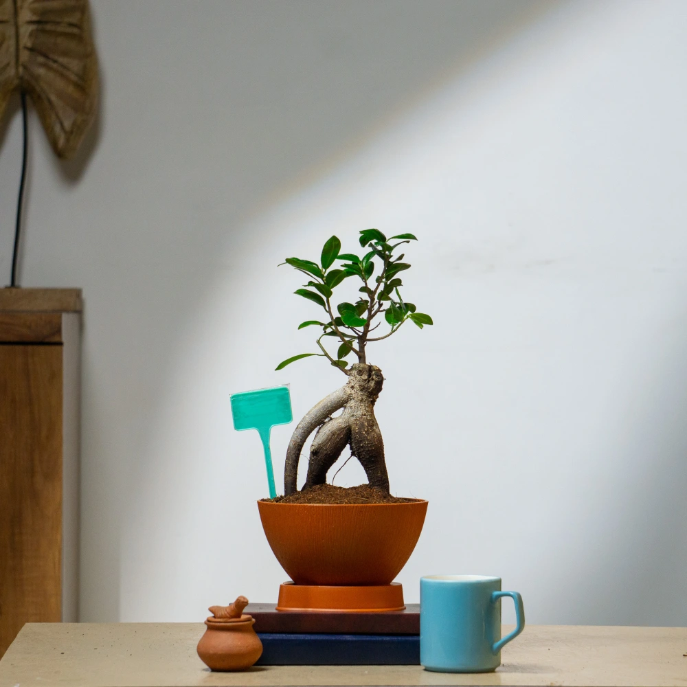 product-gallery