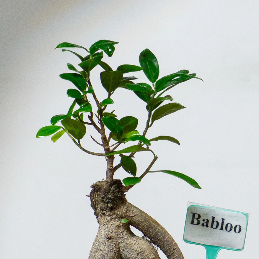 product-gallery