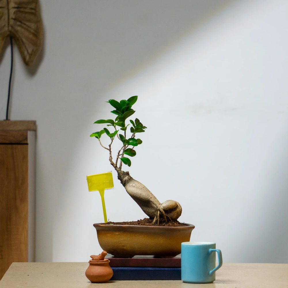 product-gallery