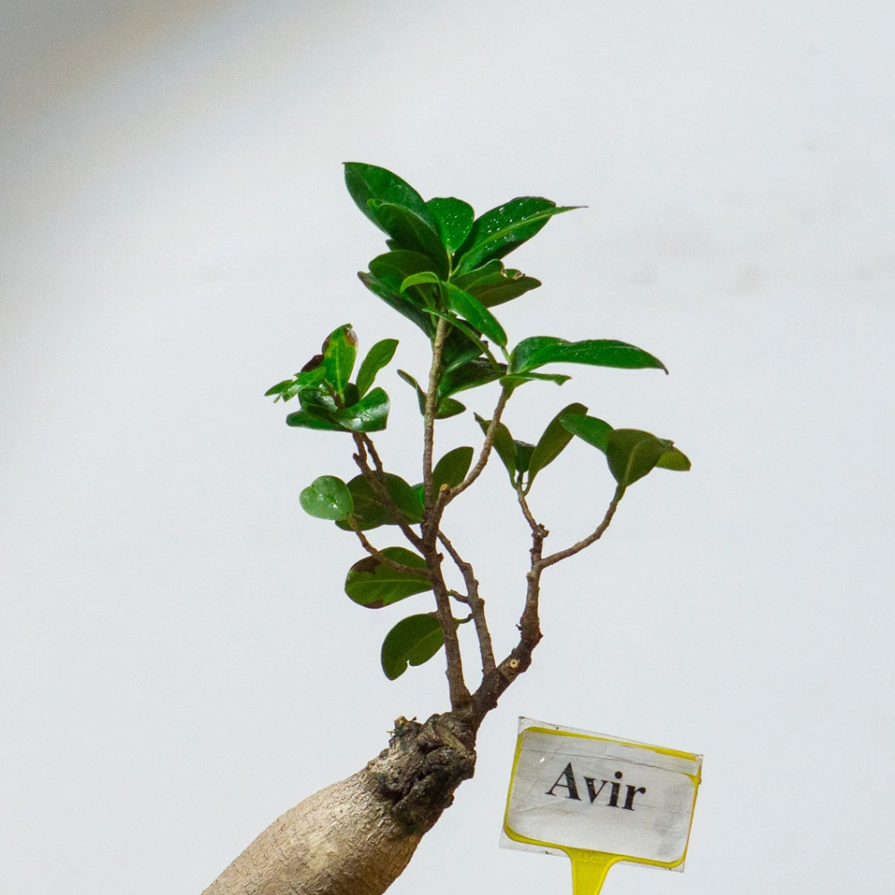 product-gallery