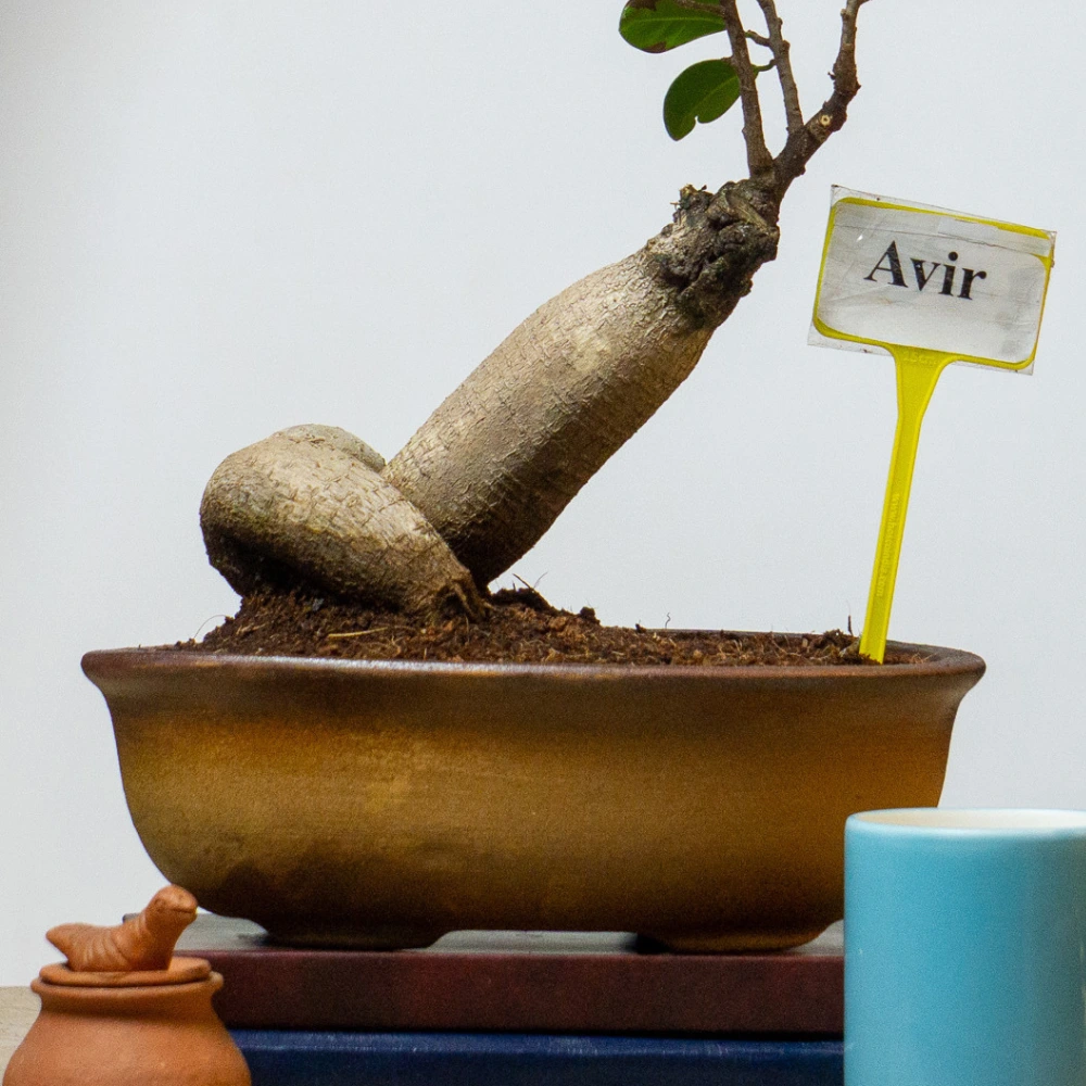 product-gallery