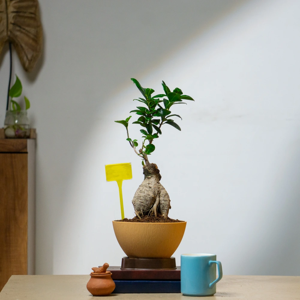 product-gallery