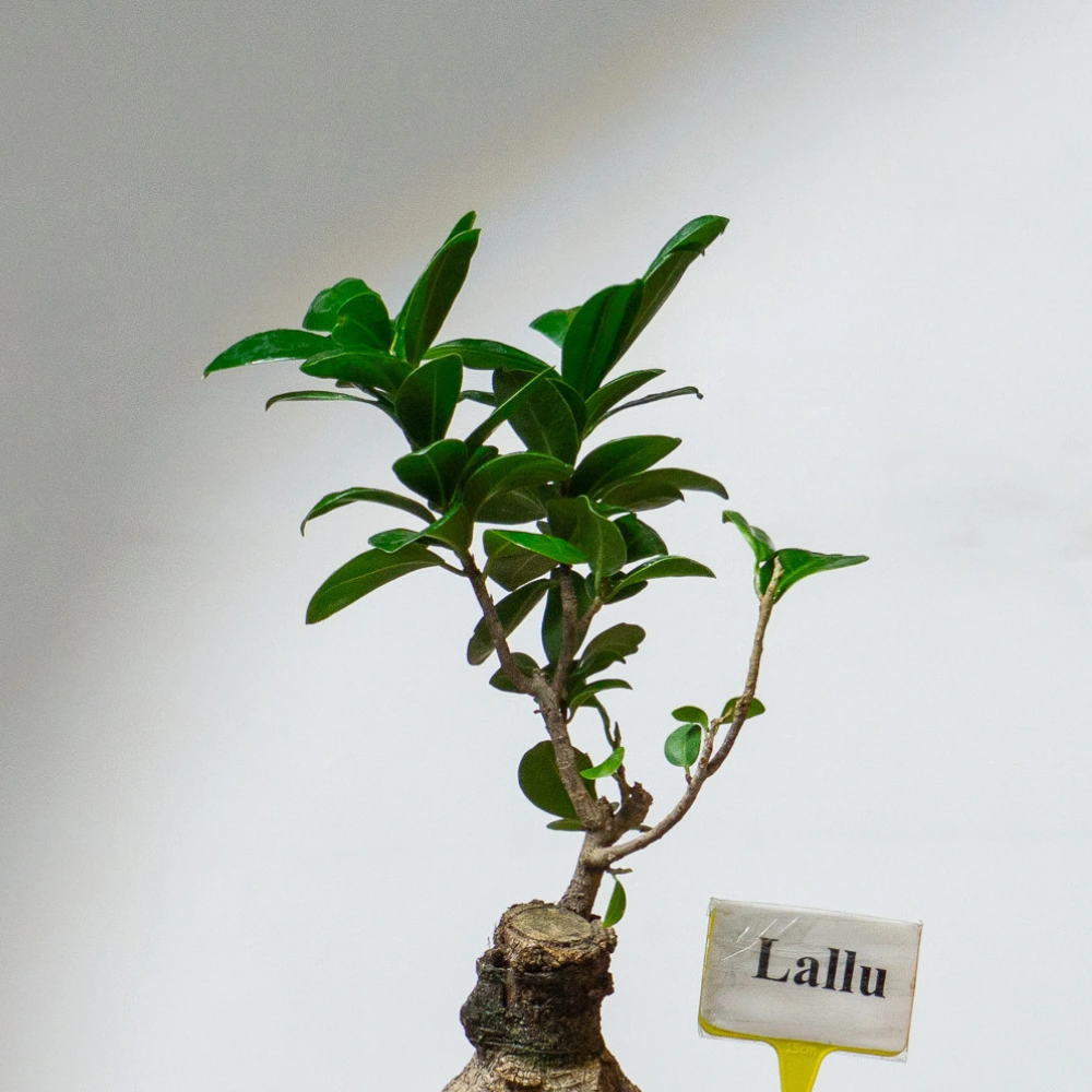 product-gallery