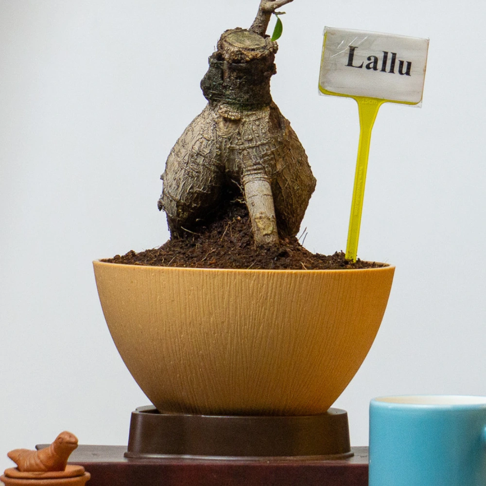 product-gallery