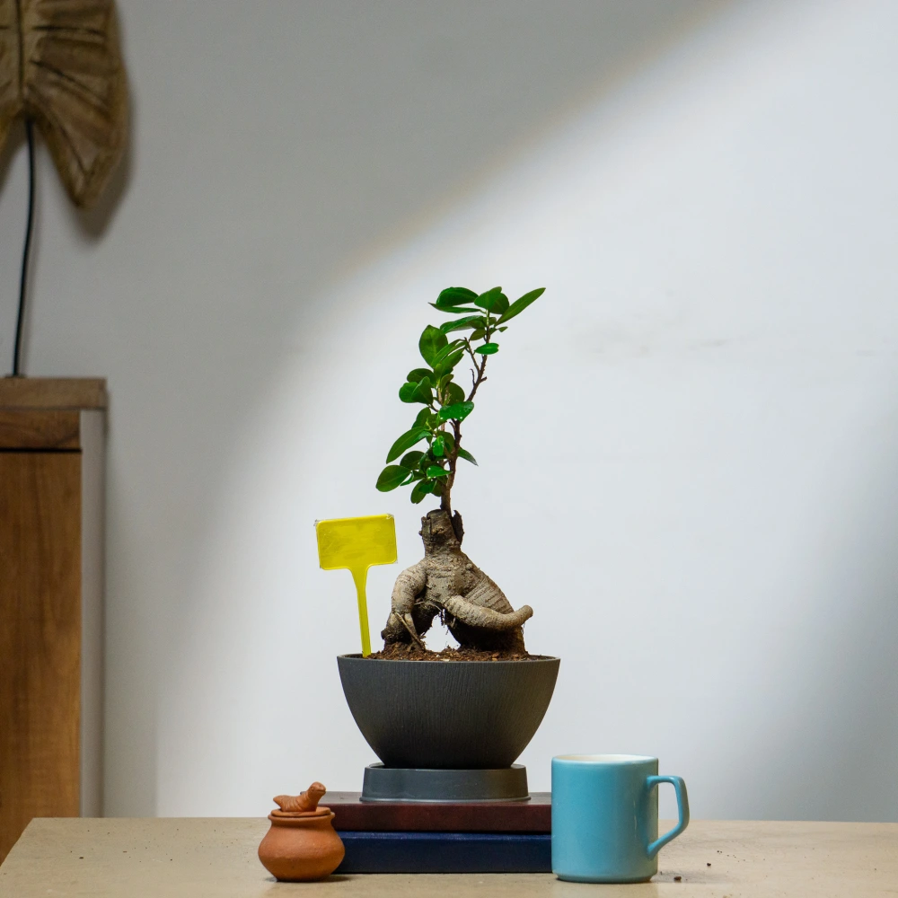product-gallery