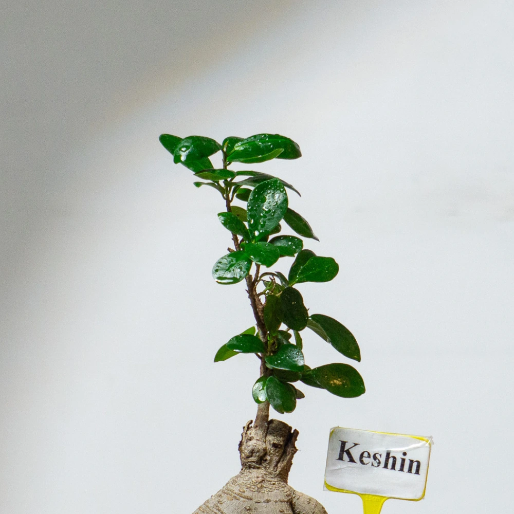 product-gallery
