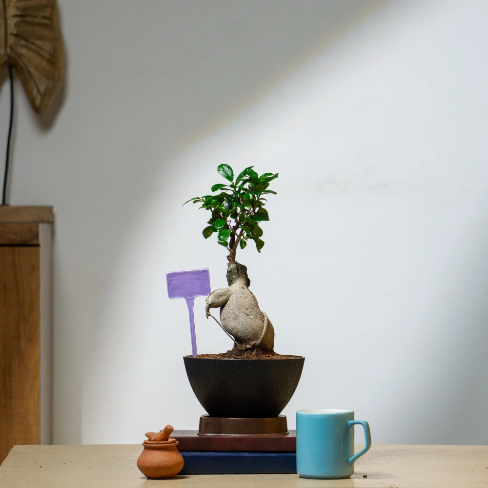 product-gallery