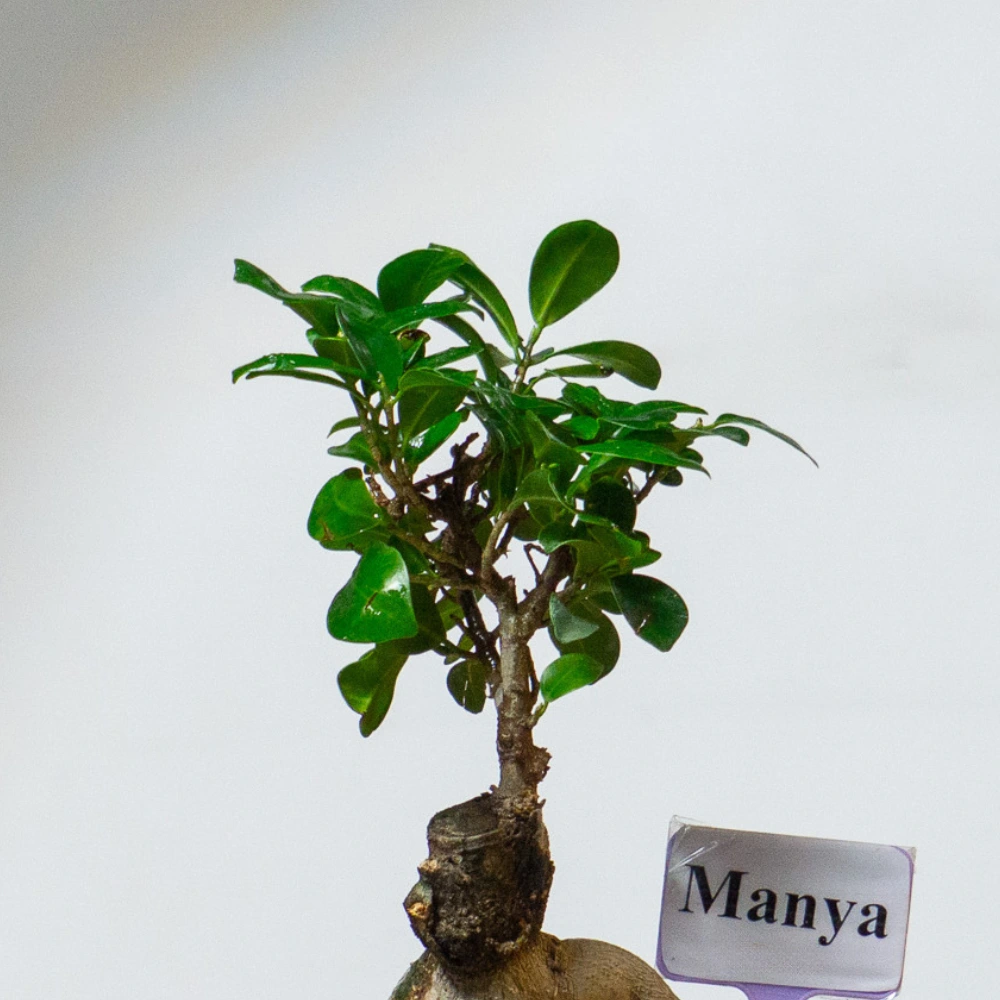 product-gallery