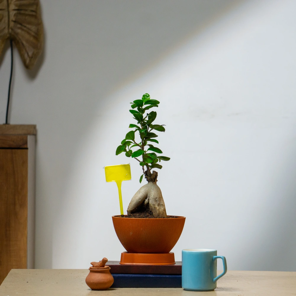 product-gallery