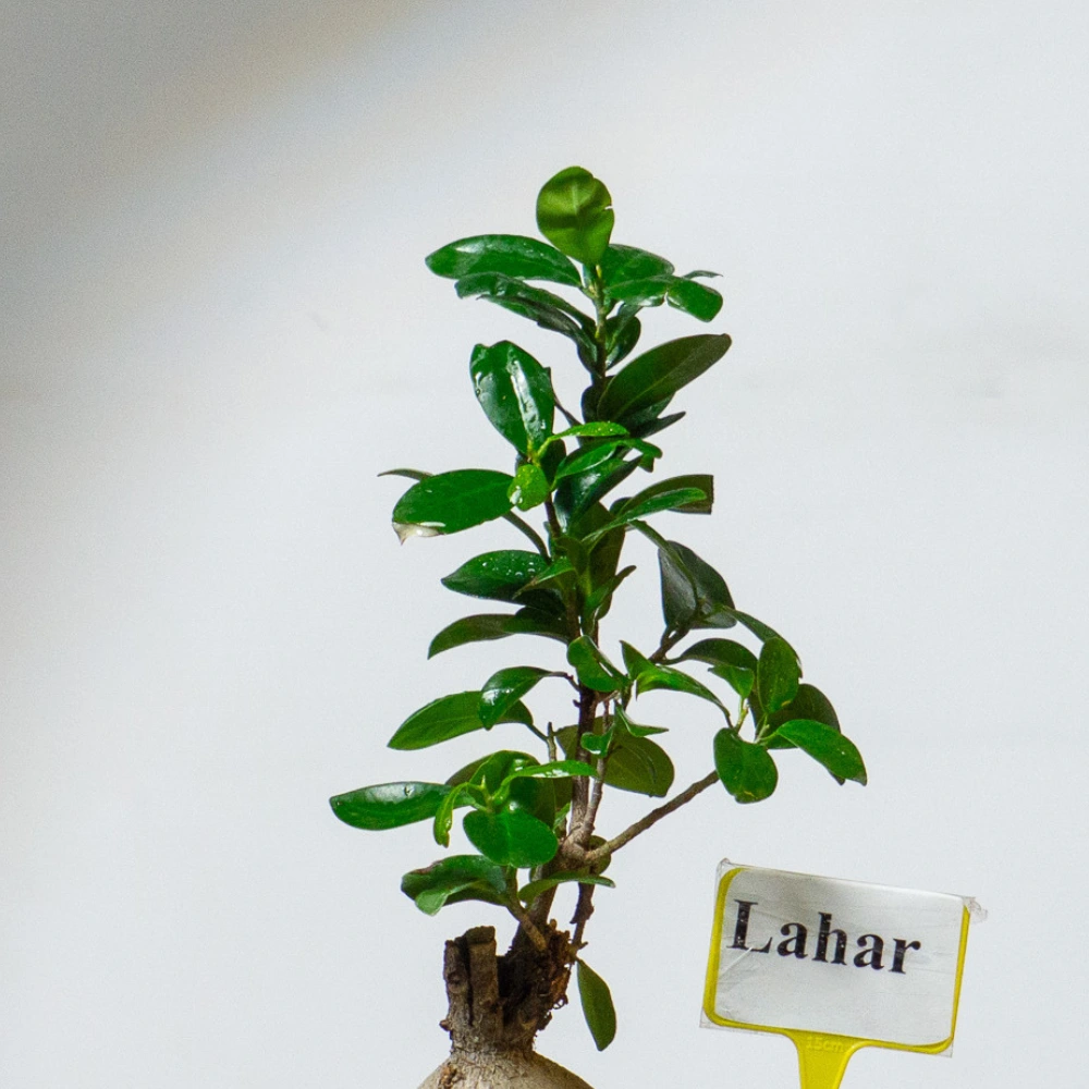 product-gallery