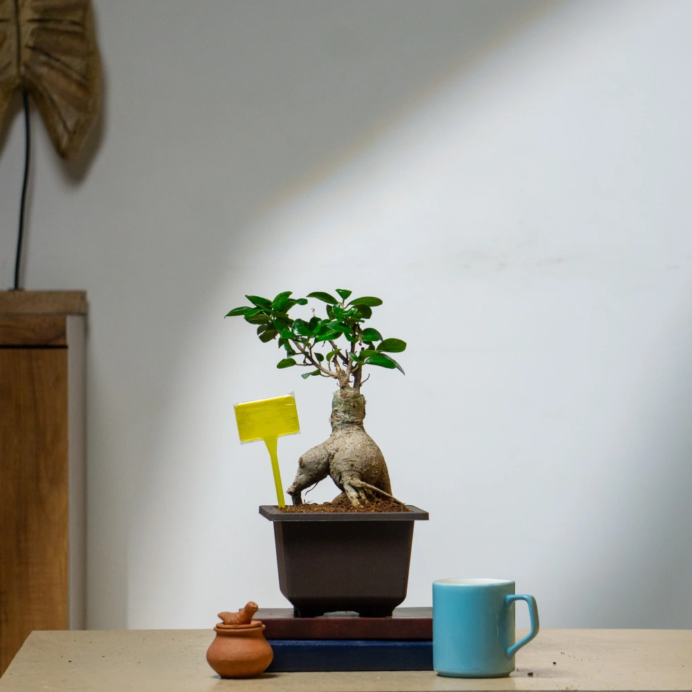 product-gallery