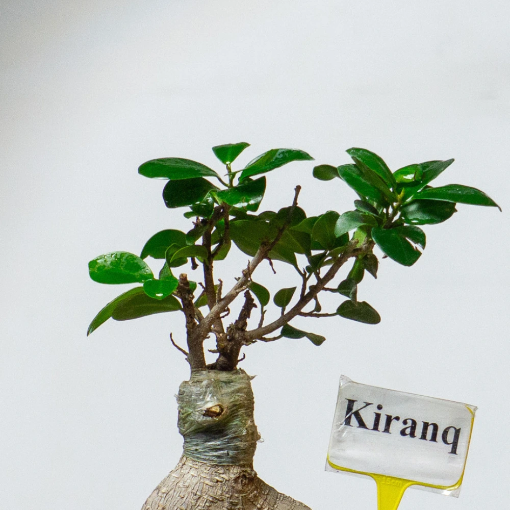 product-gallery