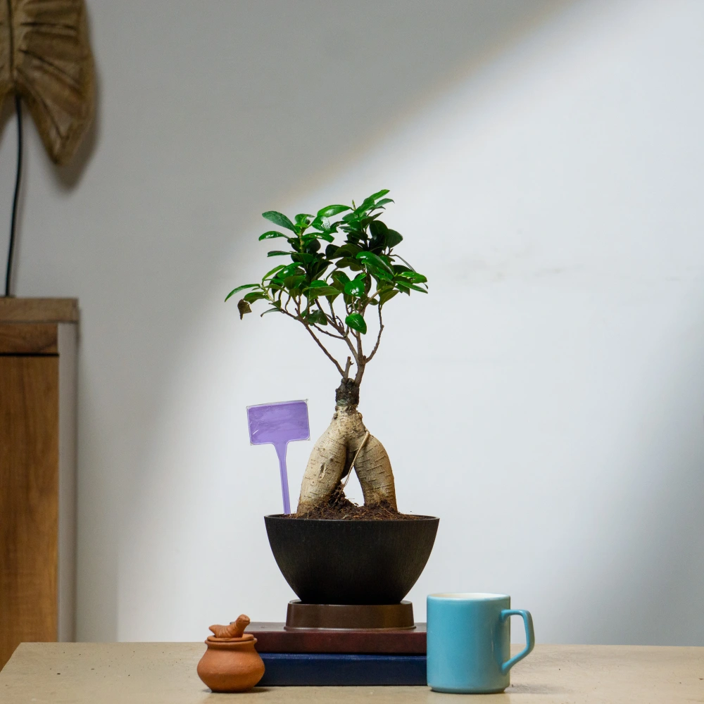 product-gallery