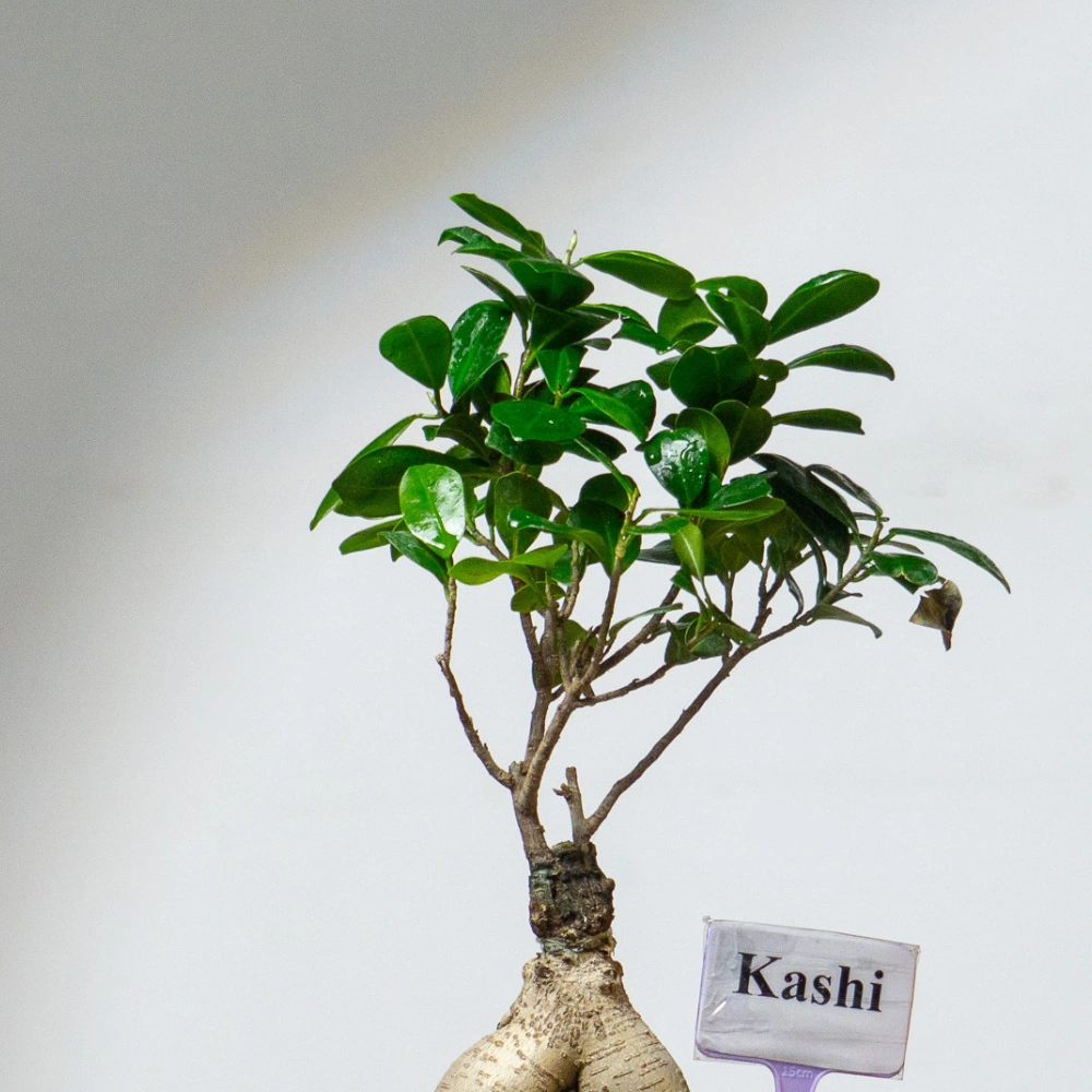 product-gallery