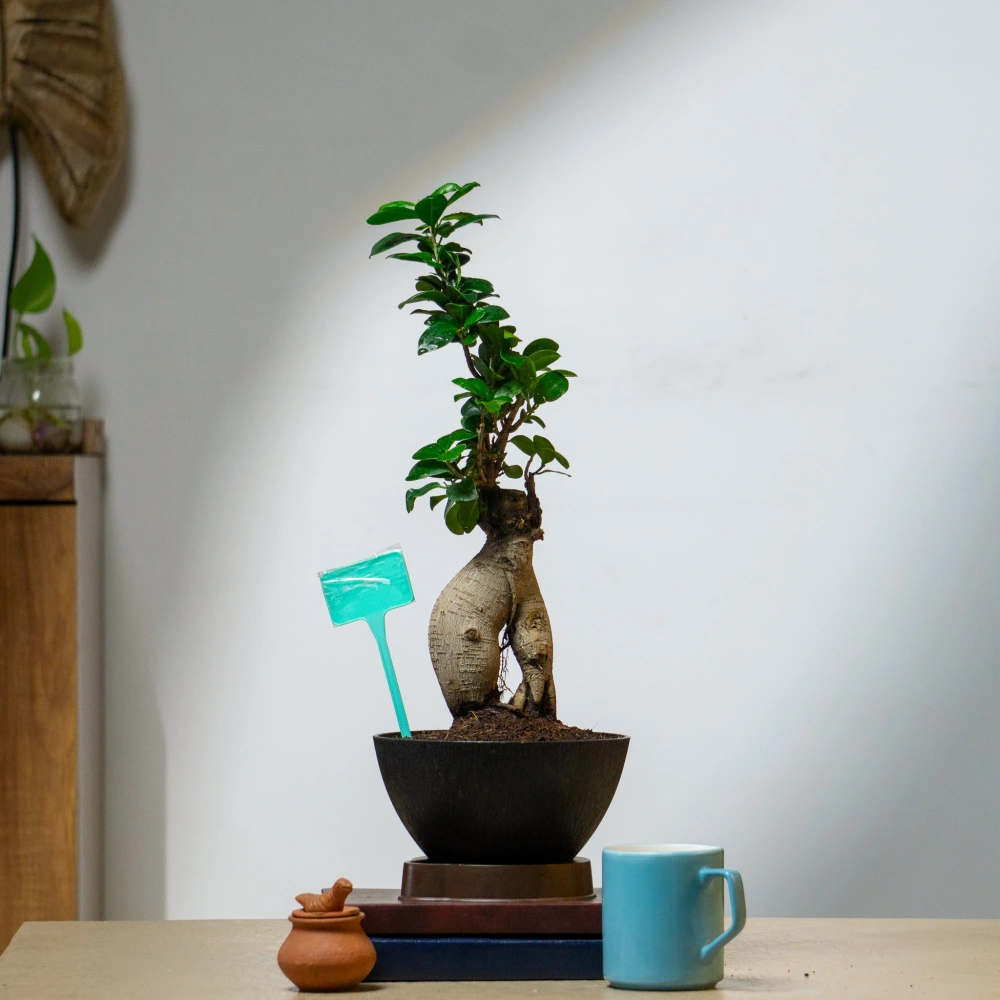 product-gallery