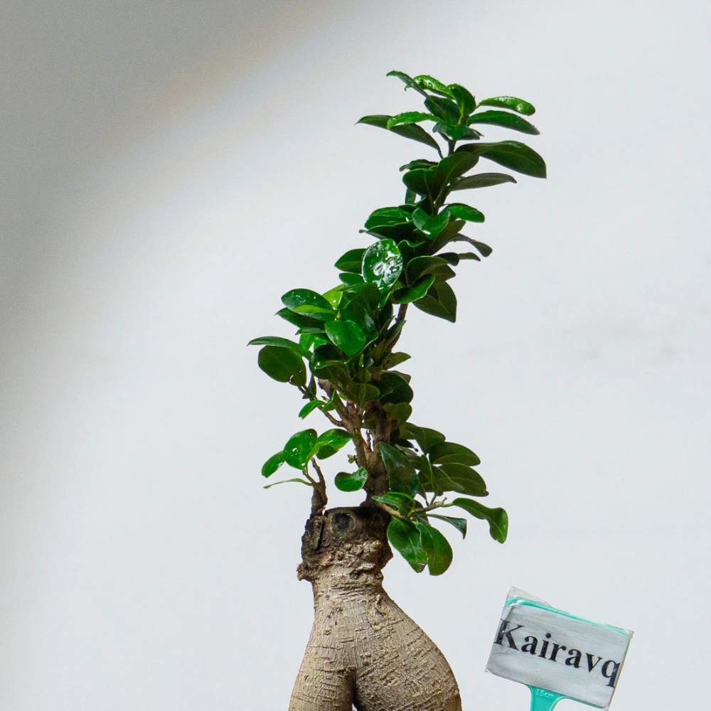 product-gallery