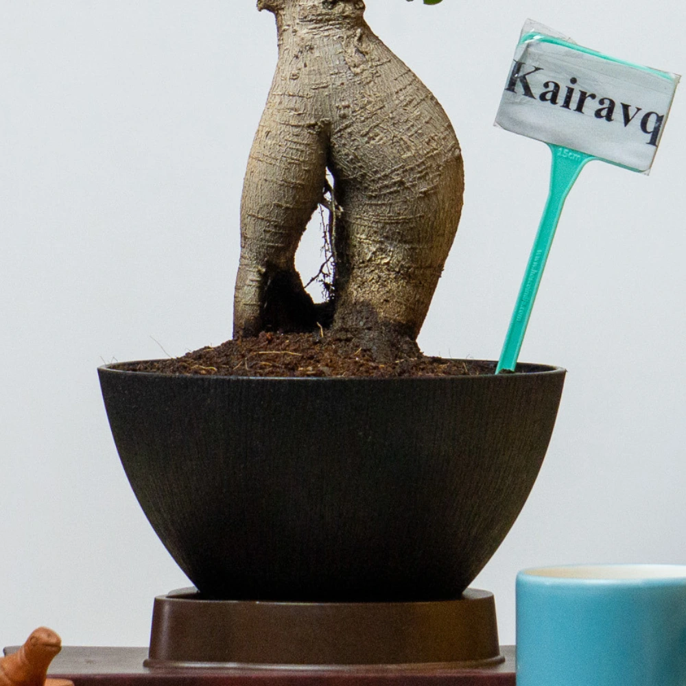 product-gallery