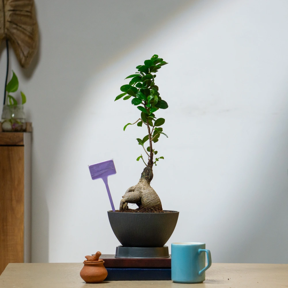 product-gallery