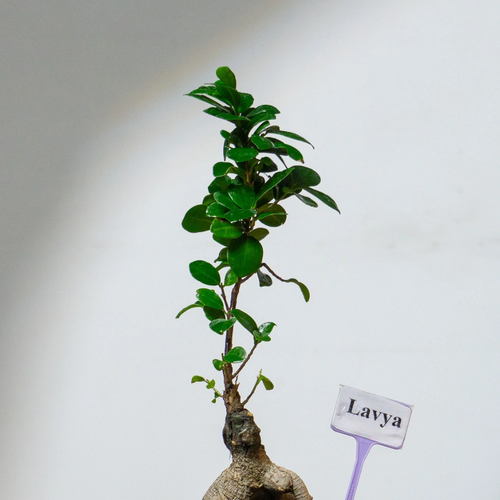 product-gallery