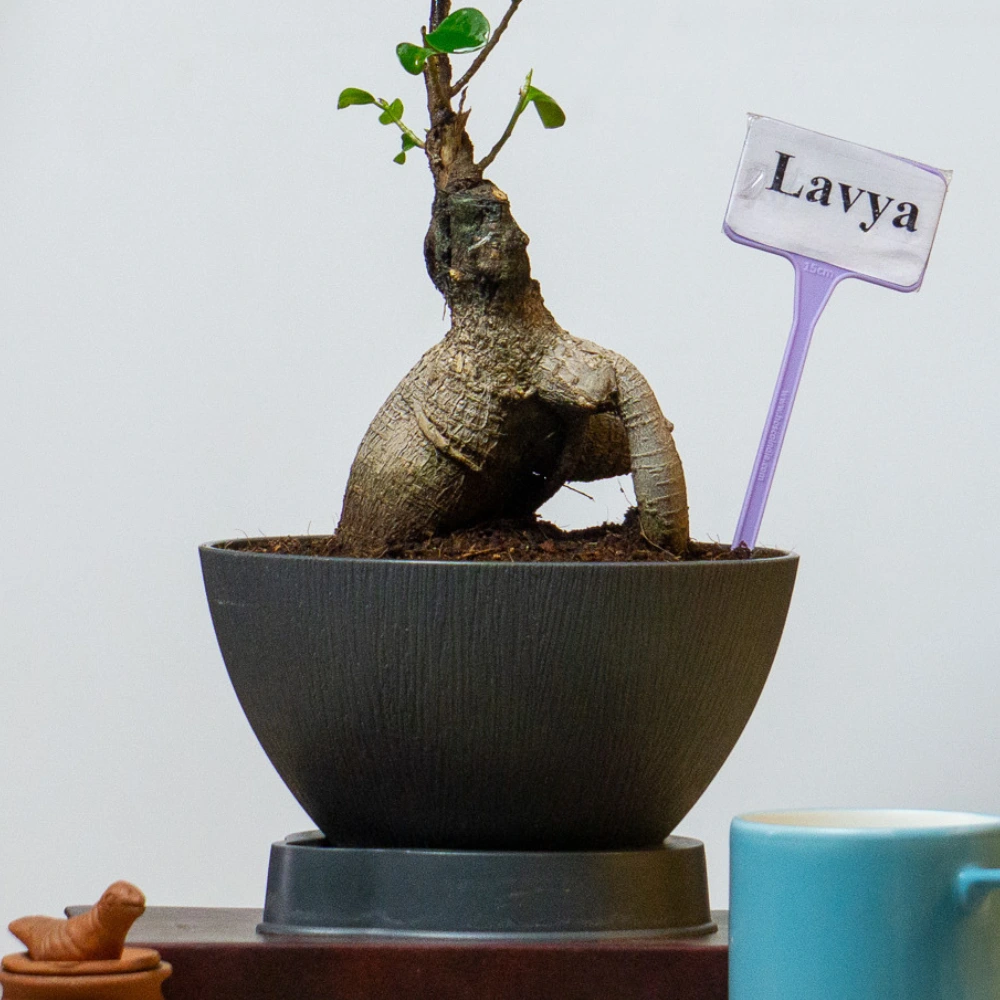 product-gallery