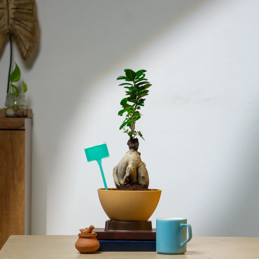 product-gallery