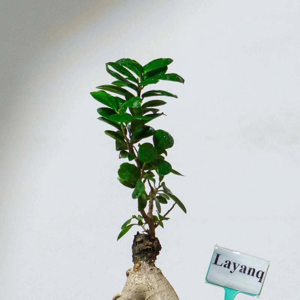 product-gallery
