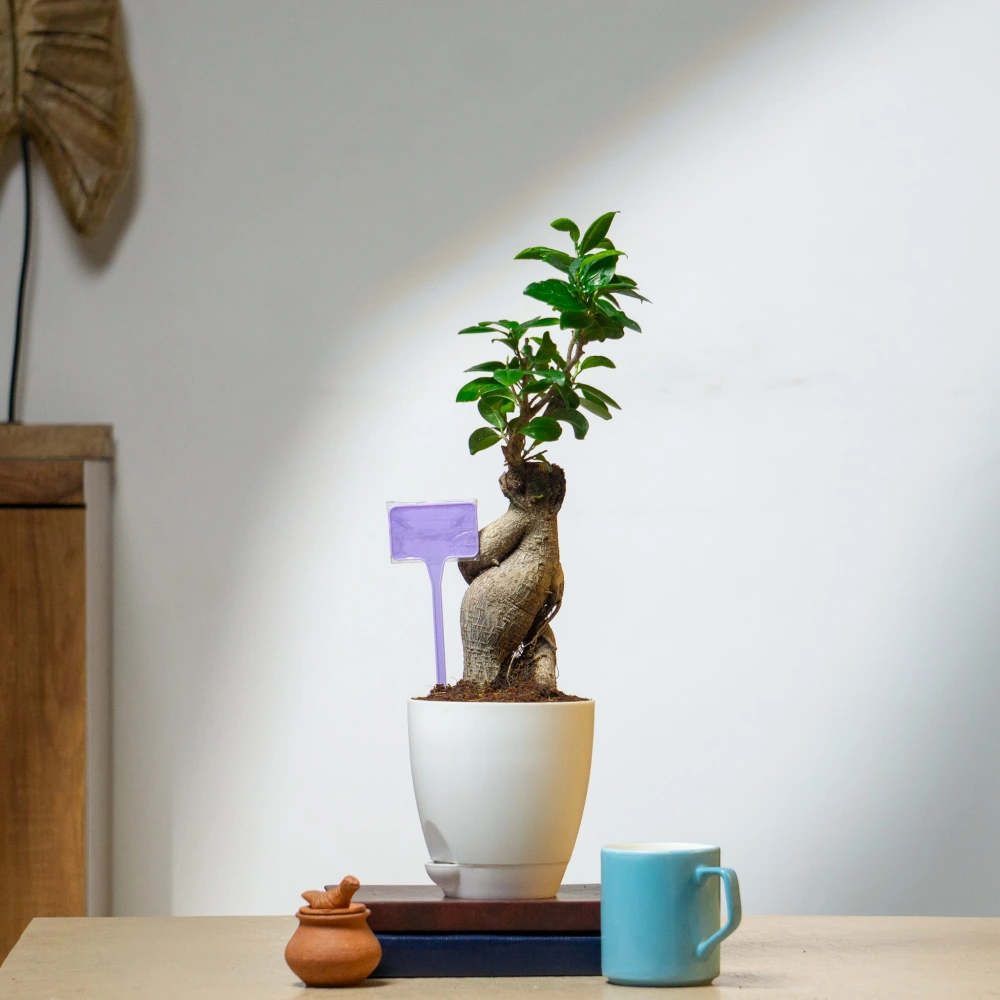 product-gallery