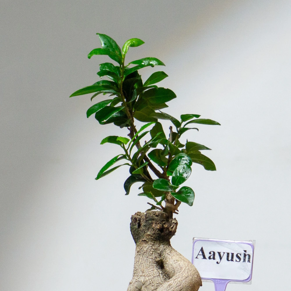 product-gallery