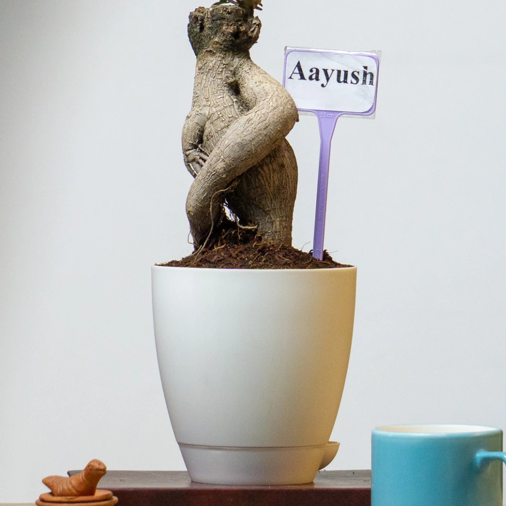 product-gallery