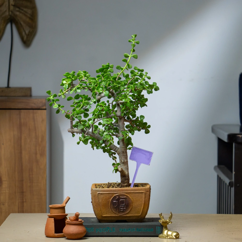 product-gallery