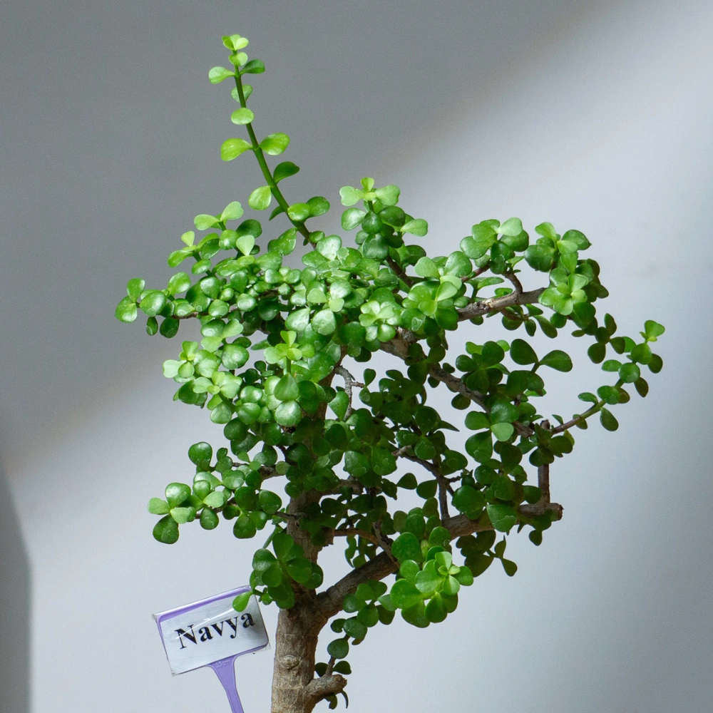 product-gallery