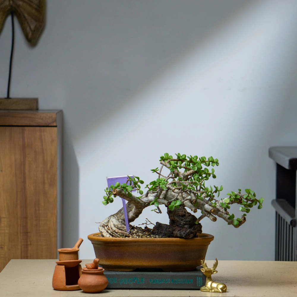product-gallery