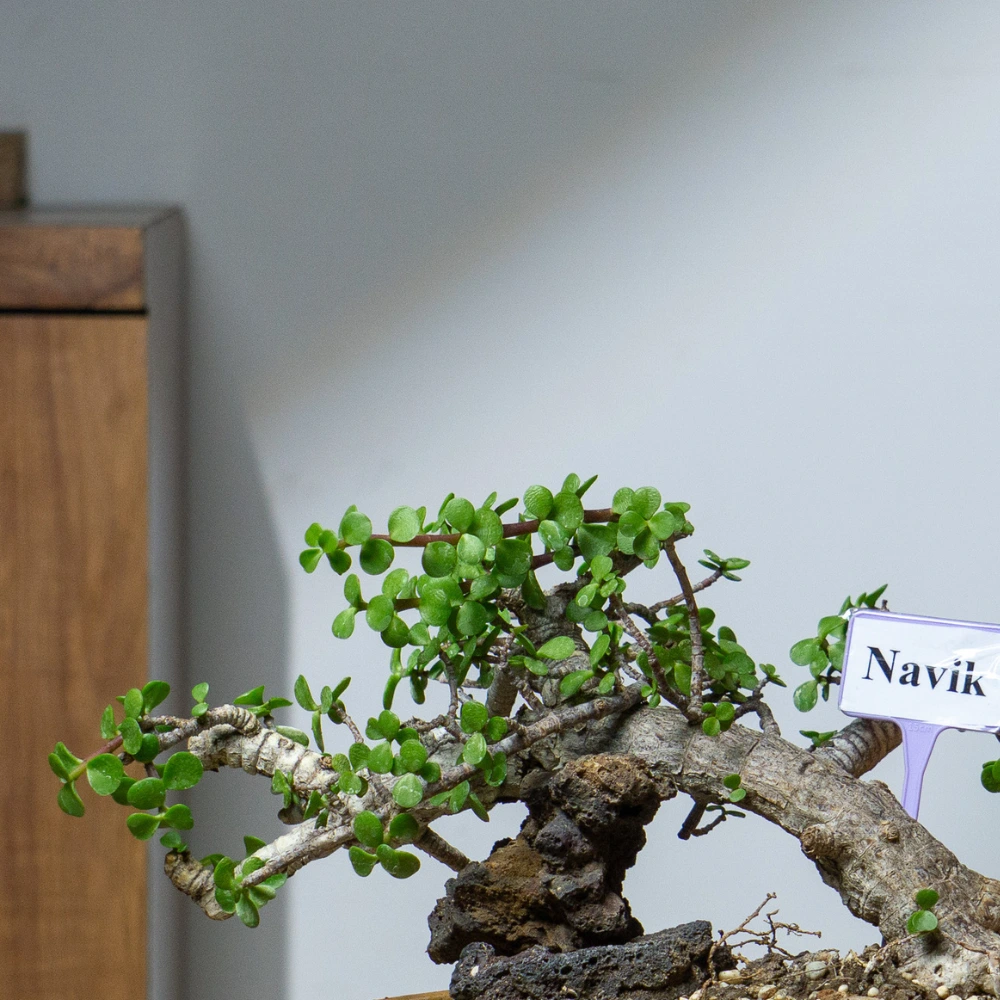 product-gallery
