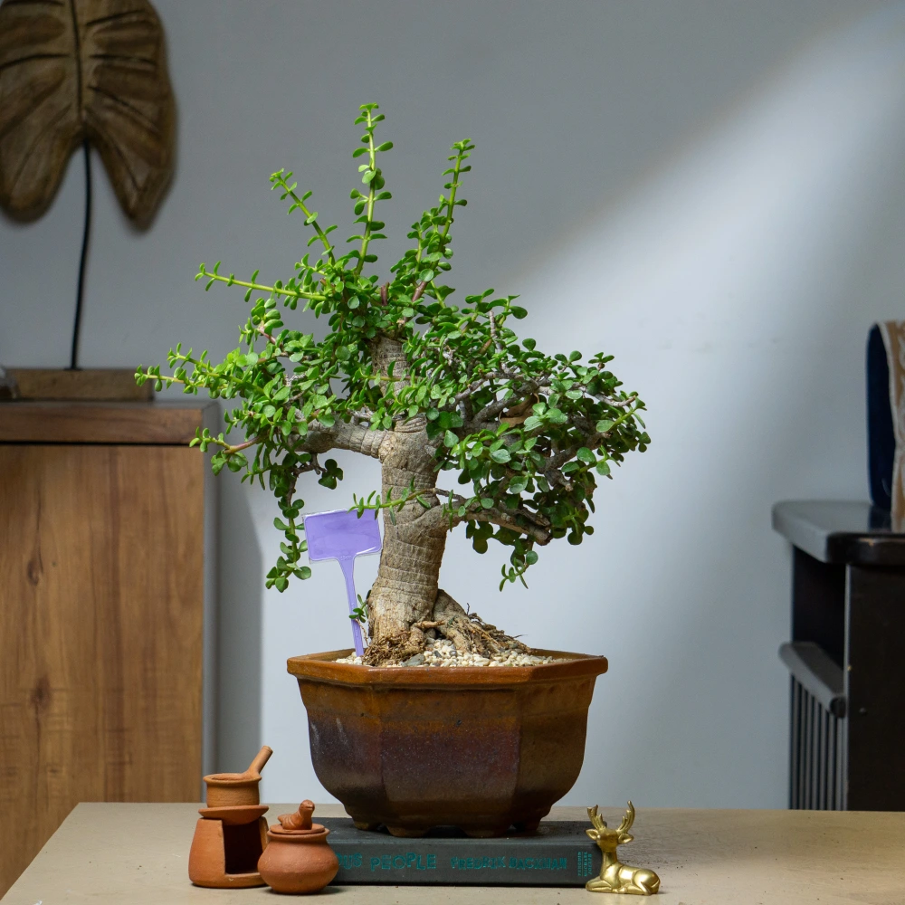 product-gallery