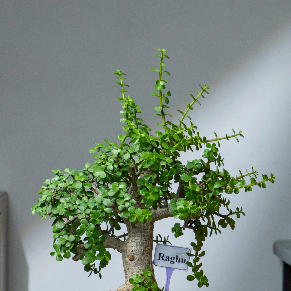 product-gallery