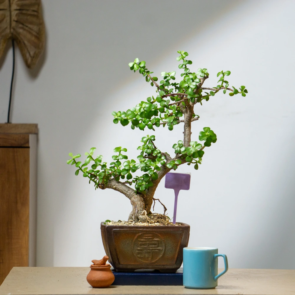 product-gallery