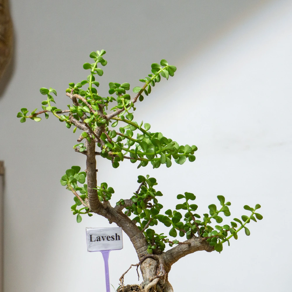 product-gallery