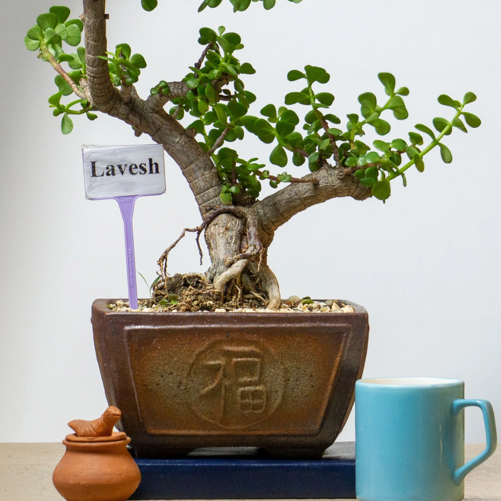 product-gallery