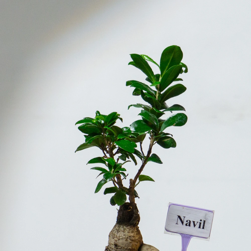 product-gallery