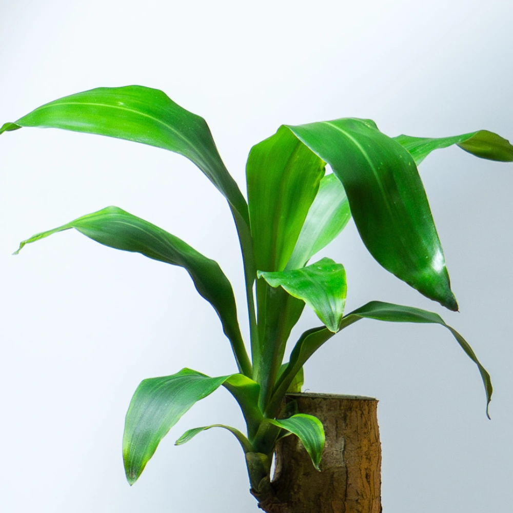 product-gallery