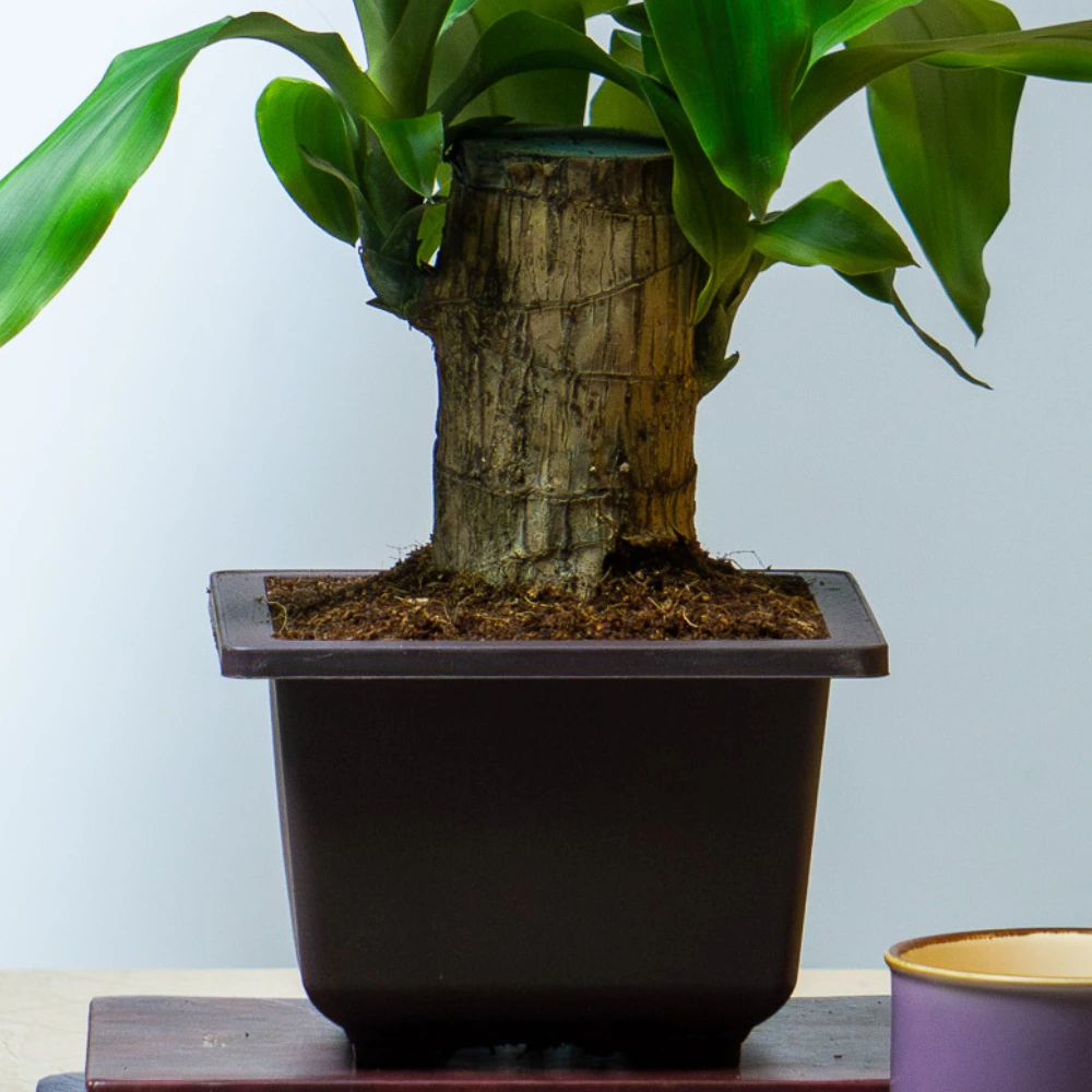 product-gallery