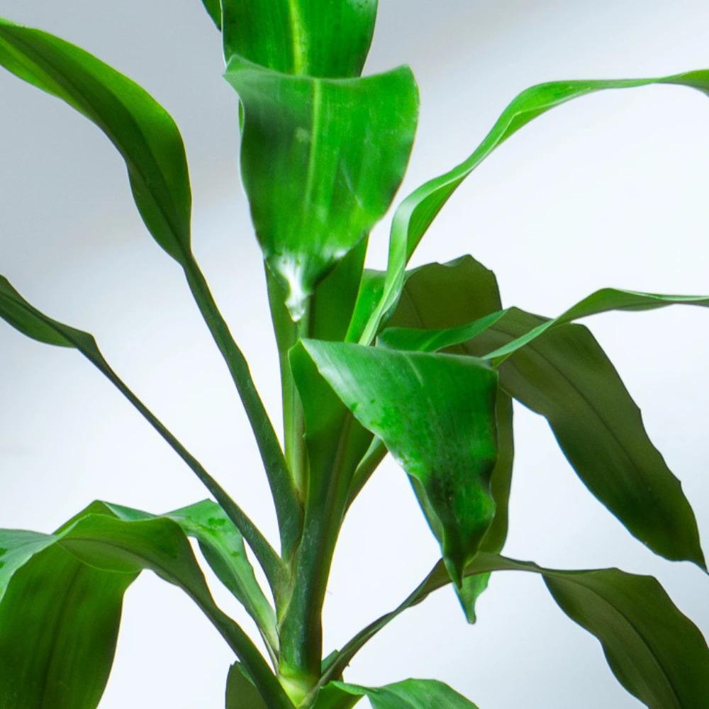 product-gallery