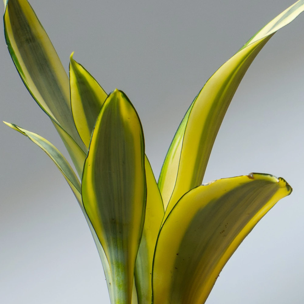 product-gallery