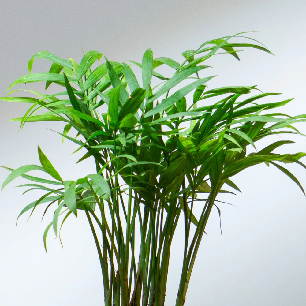 product-gallery